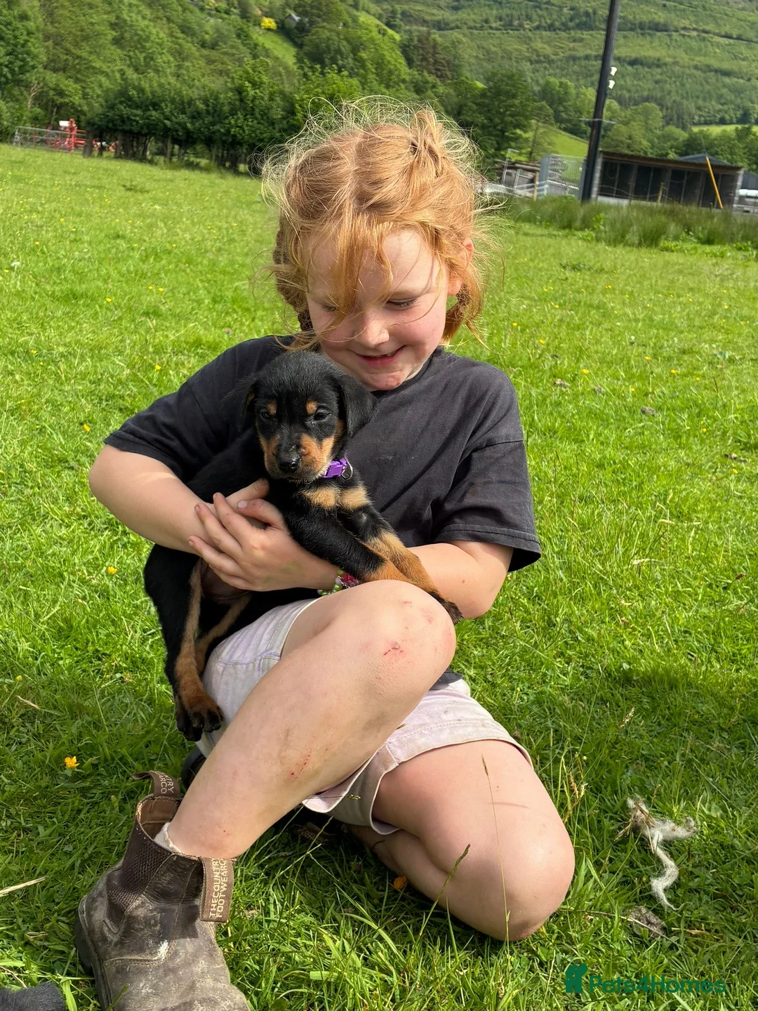 Huntaway dogs for sale: Huntaway puppies in Machynlleth - Advert 1