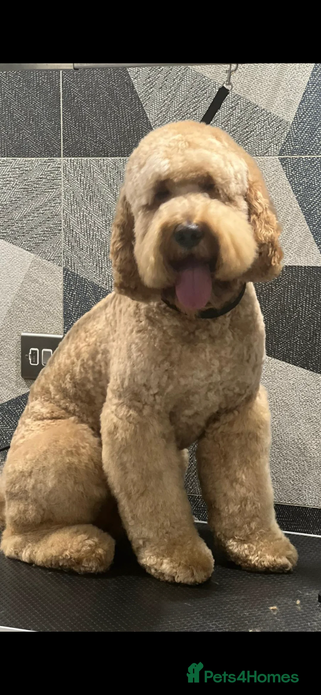 Labradoodle dogs for stud: Proven Extensive DNA health checked Stud in Warrington - Advert 18