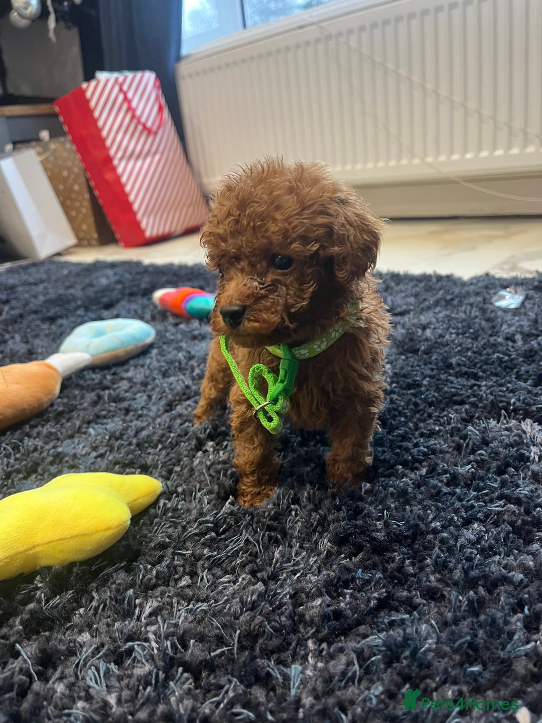 Miniature Poodle dogs for sale: FOX Red Miniature Poodles!!! 400 Health Tests!! - Advert 8