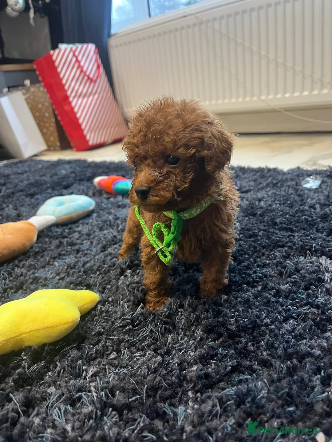 Miniature Poodle dogs for sale: FOX Red Miniature Poodles!!! 400 Health Tests!! - Advert 8
