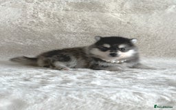 Pomsky dogs for sale: perfect husky markings micro Pomsky puppies  - Image 4