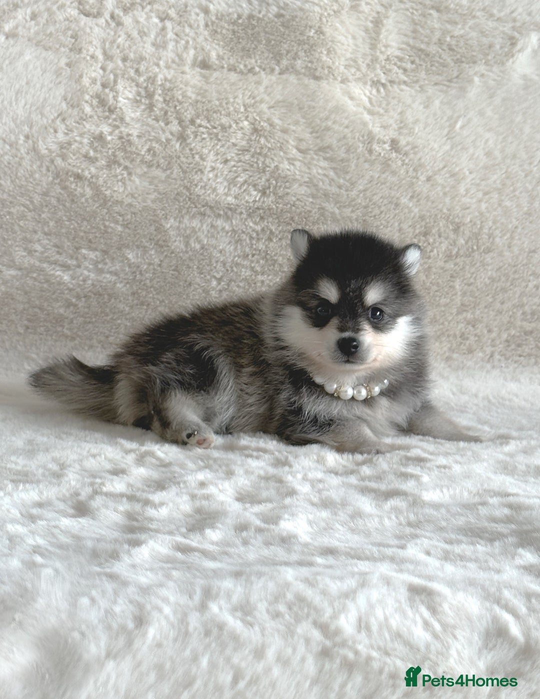 Pomsky dogs for sale: perfect husky markings micro Pomsky puppies  - Image 4