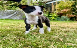 Whippet dogs for sale: Whippet/bedlington  - Image 1