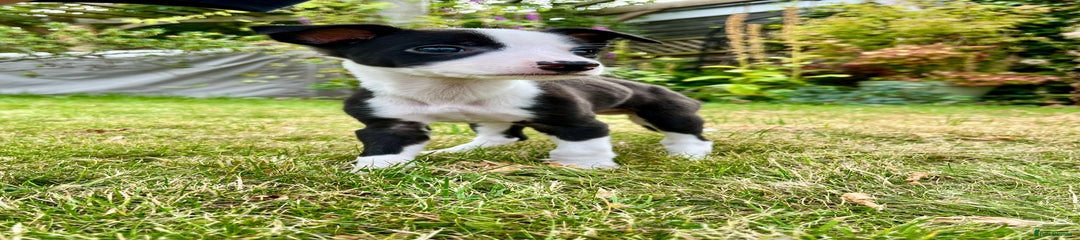 Whippet Puppy 7