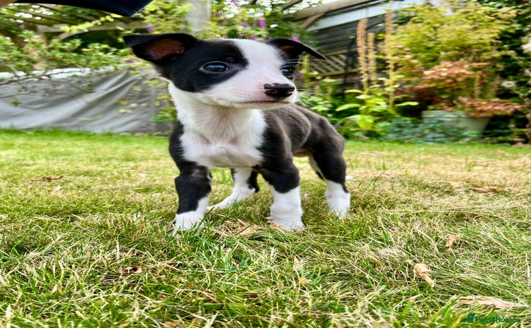 Whippet dogs - Advert 5