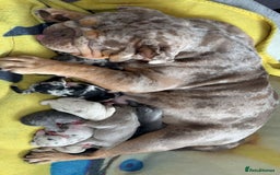 Mixed Breed dogs for sale: Bullpei puppies  - Image 1