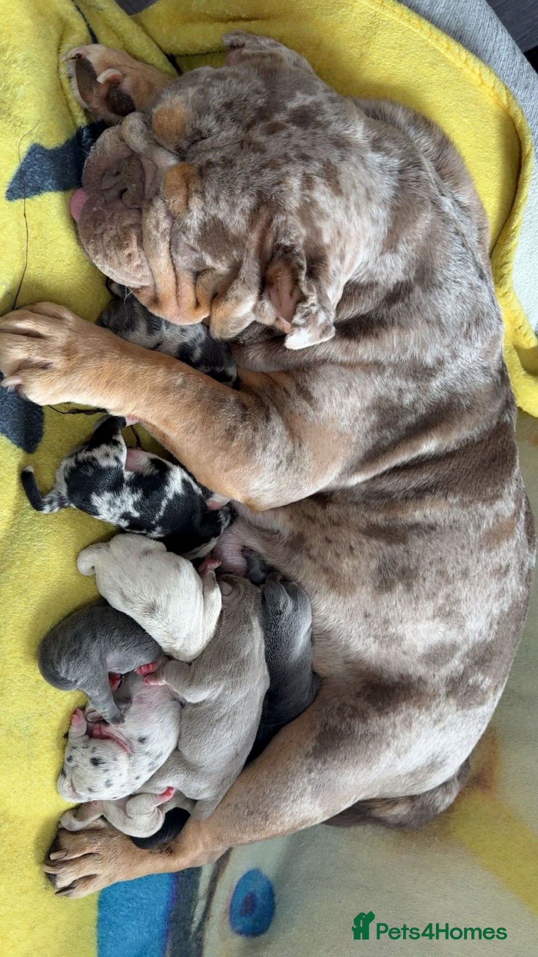 Mixed Breed dogs for sale: Bullpei puppies  - Image 1