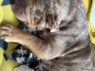 Mixed Breed dogs - Advert 2