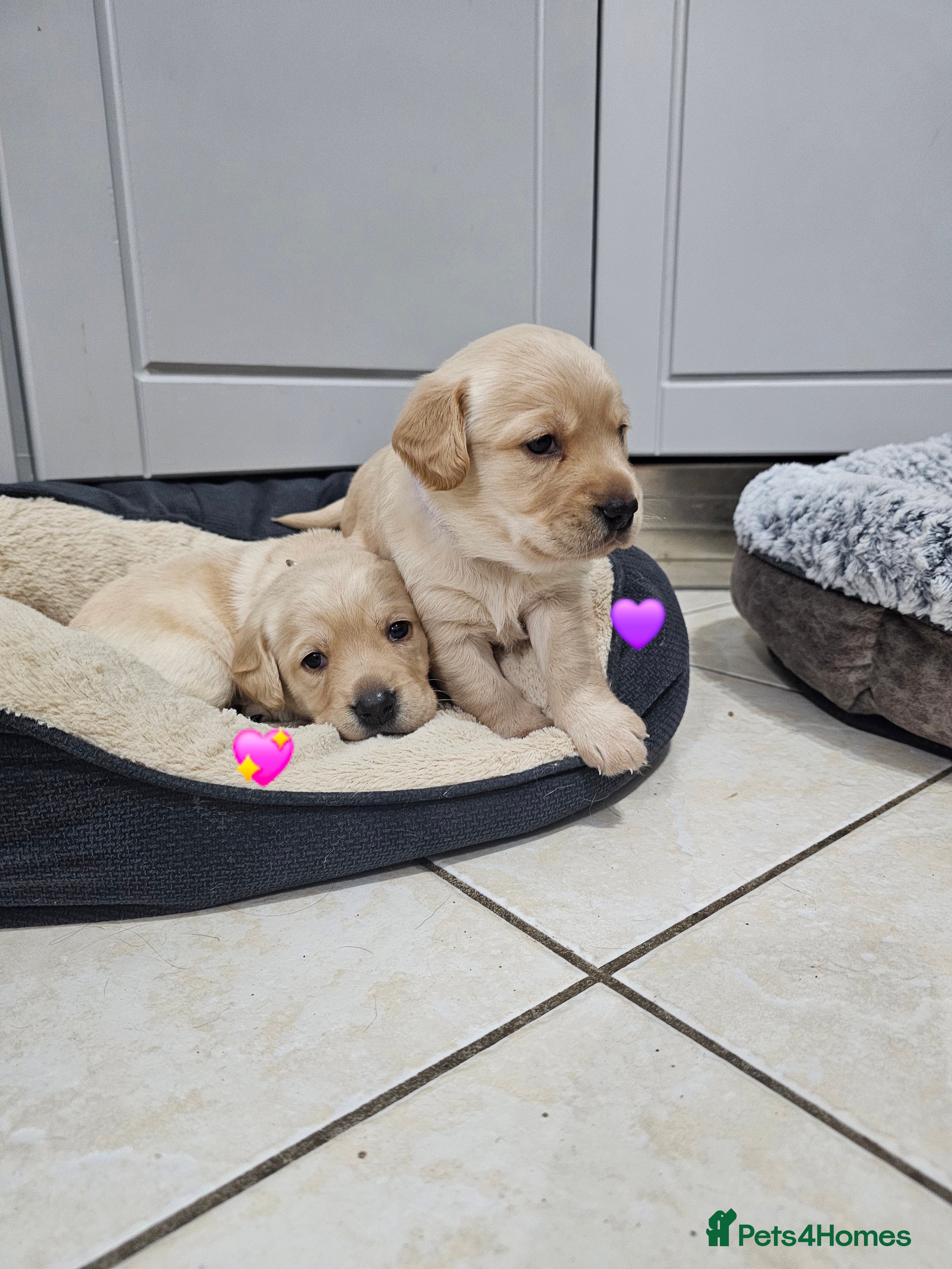 Cockerdor dogs The most loving Cockerdor Puppies ready 4th March! - Advert 9