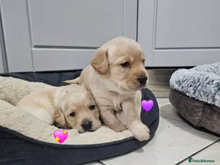 Cockerdor dogs The most loving Cockerdor Puppies ready 4th March! - Advert 9