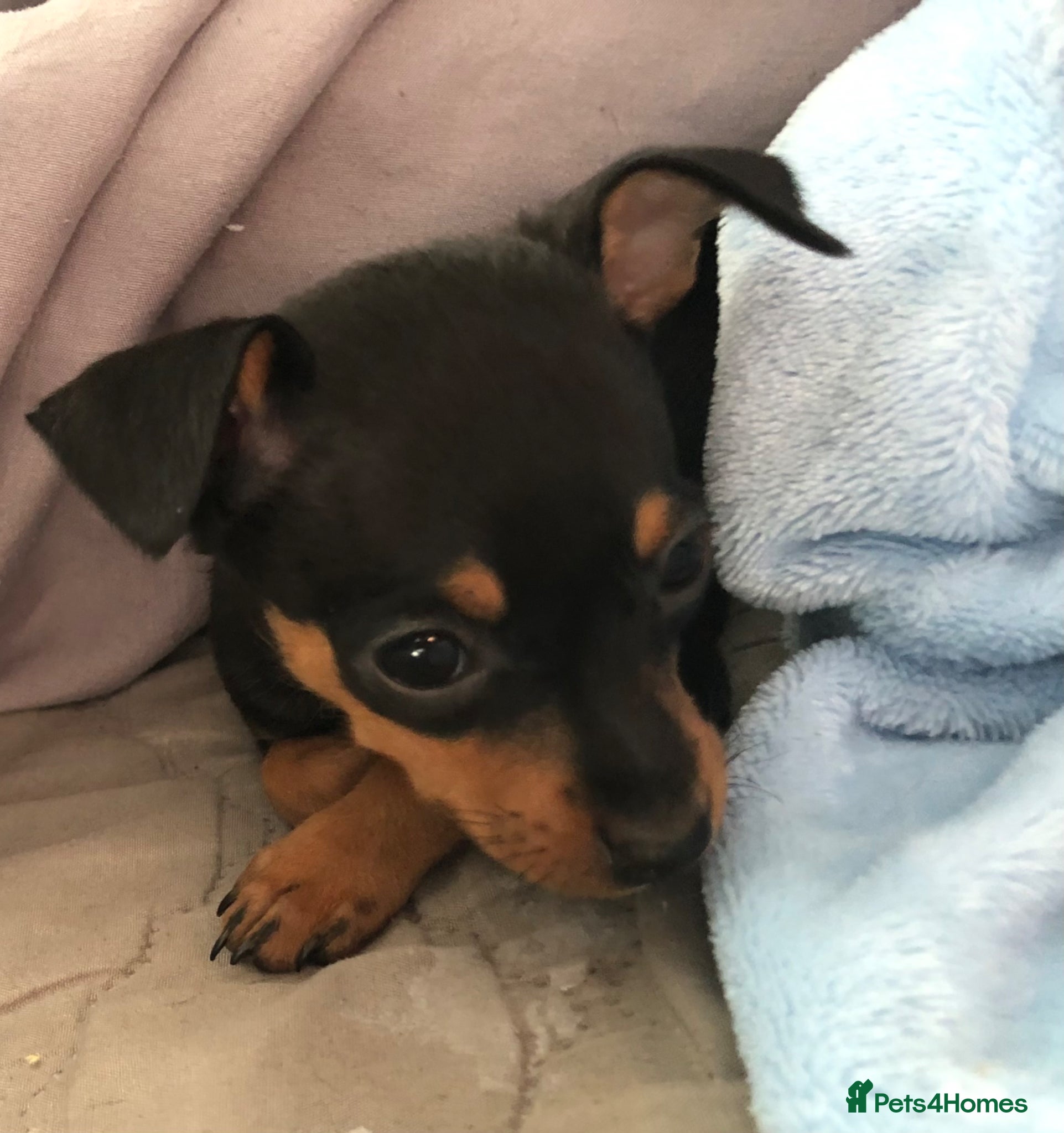 Miniature Pinscher dogs Beautiful 5generation pedigree min pin pupp - Advert 1