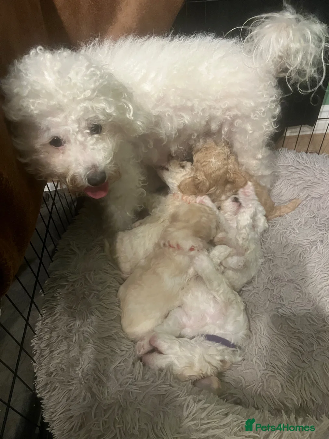 Mixed Breed dogs for sale: Beautiful Cavapoochons - Advert 8