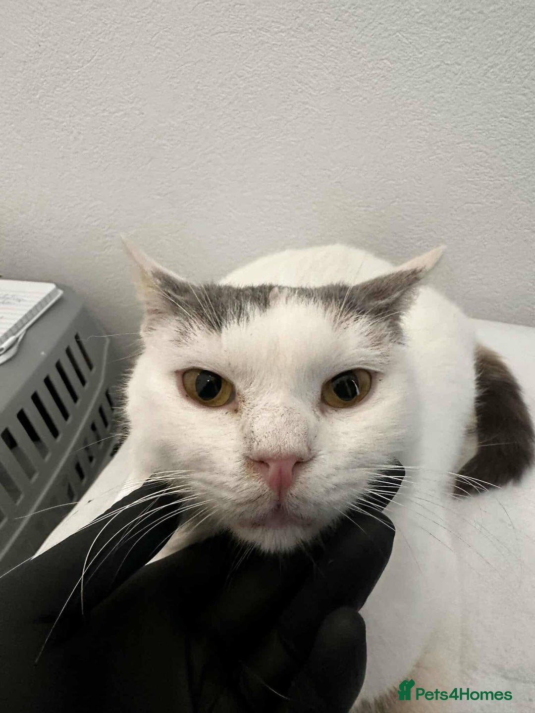 Mixed Breed cats for adoption: Venus for adoption - Advert 5