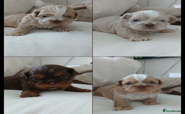 Shih Tzu dogs - Advert 3