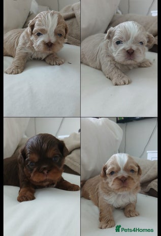 Shih Tzu dogs - Advert 3