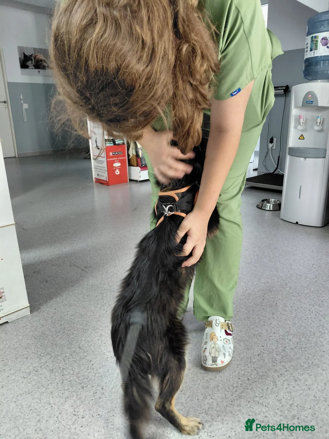 Mixed Breed dogs for adoption: ROBY, a superb puppy boy - for a Loving Home  - Advert 21