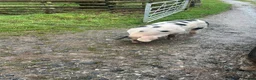 Pig livestock for sale: GOS Boar for sale in Ludlow - Advert 3