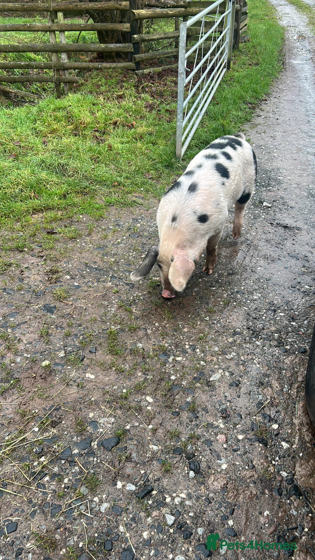 Pig livestock for sale: GOS Boar for sale in Ludlow - Advert 3