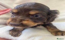 Cockapoo dogs for sale: American cockapoos rare green eyes phantoms - Image 3