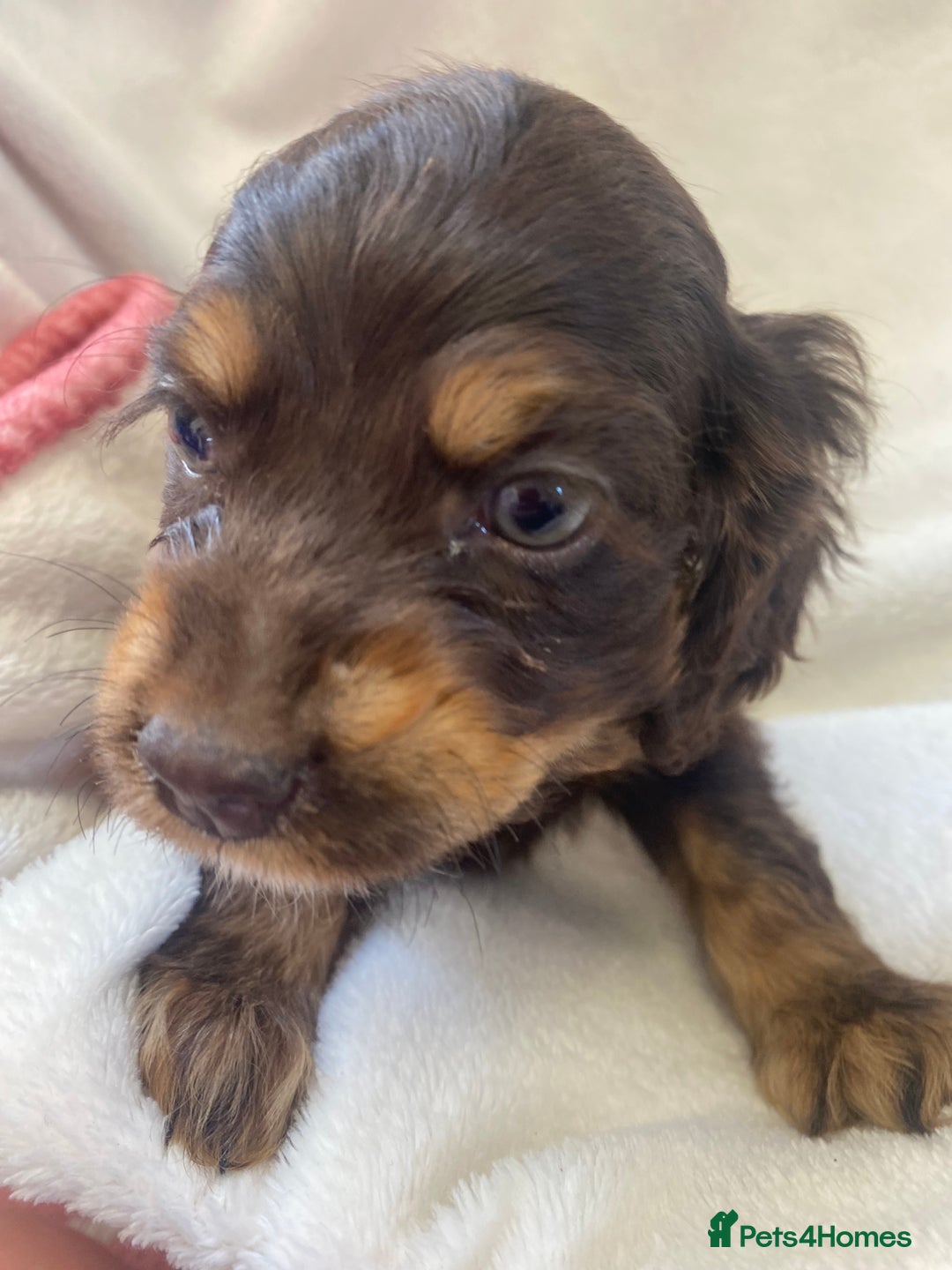 Cockapoo dogs for sale: American cockapoos rare green eyes phantoms - Image 3