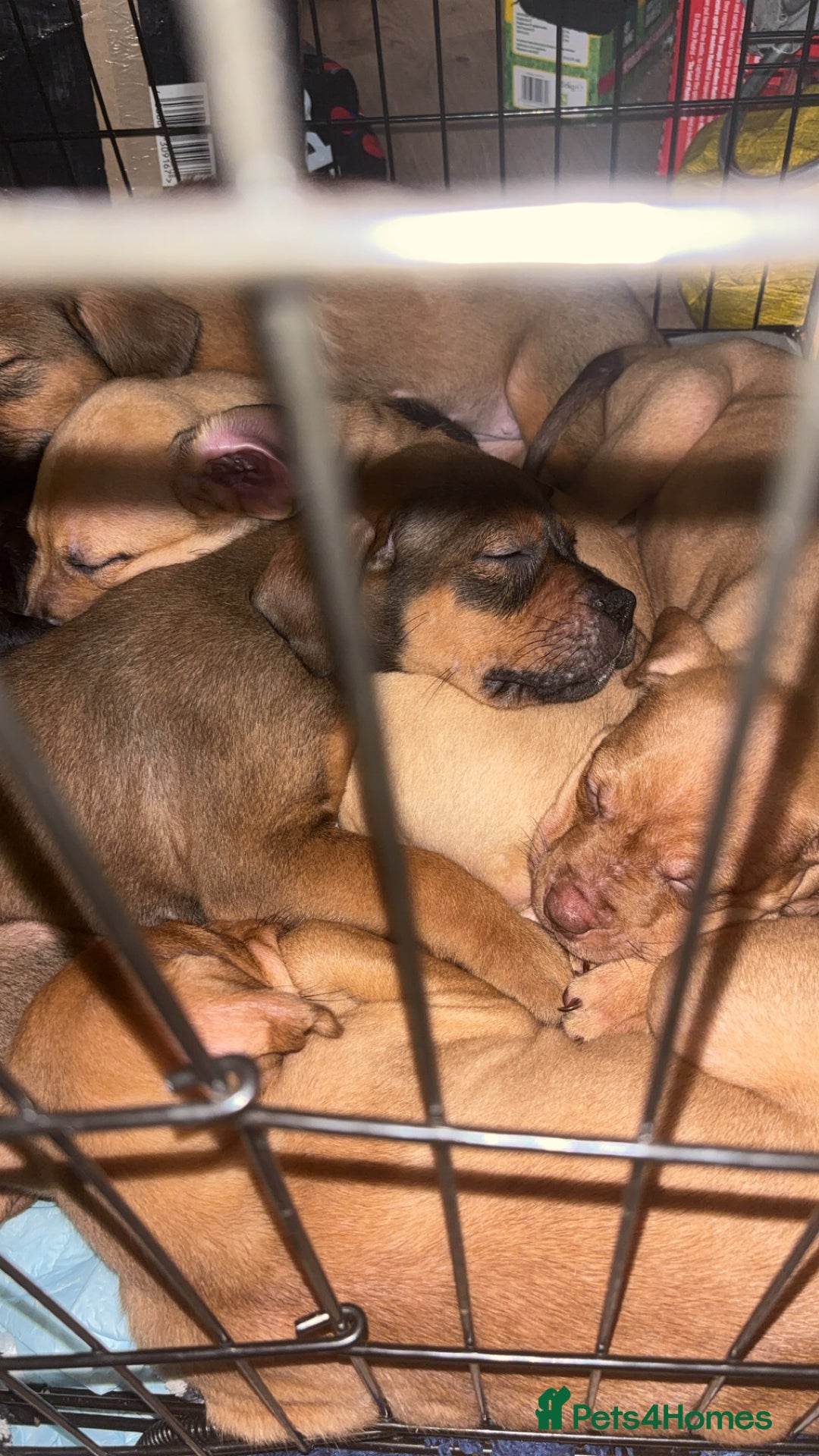 Mixed Breed dogs for sale: mastiffxrottweiler available now last 3 girls left - Advert 21