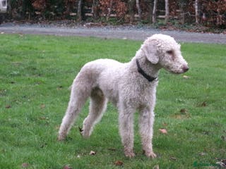 Bedlington Terrier dogs Liver Bedlington, KC reg, CT clear Stud dog - Advert 1