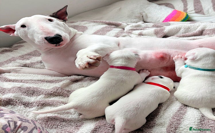 English Bull Terrier dogs - Advert 2