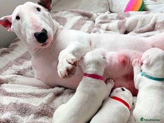 English Bull Terrier dogs - Advert 14