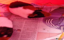 Guinea Pig rodents for sale: Baby females and two adult female  - Image 4
