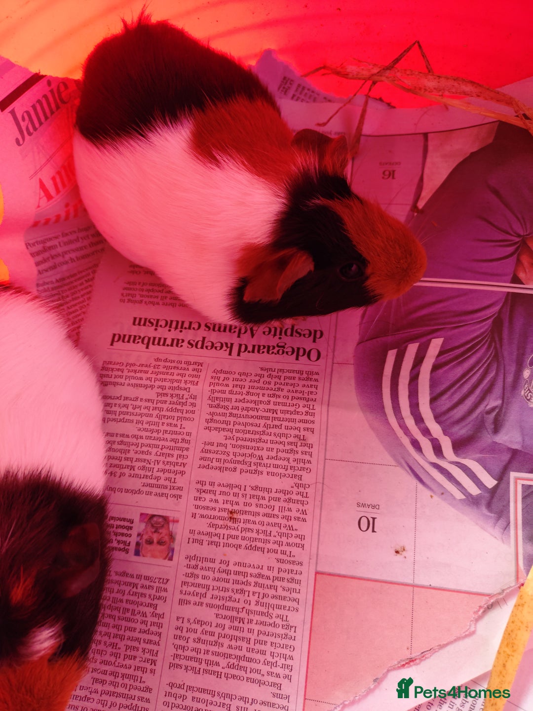 Guinea Pig rodents for sale: Baby females and two adult female  - Image 4