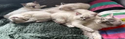 Ragdoll cats for sale: Cute and friendly fluffy Ragdoll kittens - Advert 8