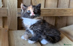 Maine Coon cats for sale: 6 Maine Coon X Polydactyl Kittens - Image 8