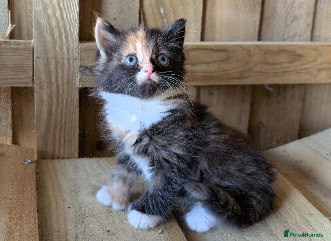Maine Coon cats for sale: 6 Maine Coon X Polydactyl Kittens - Image 8