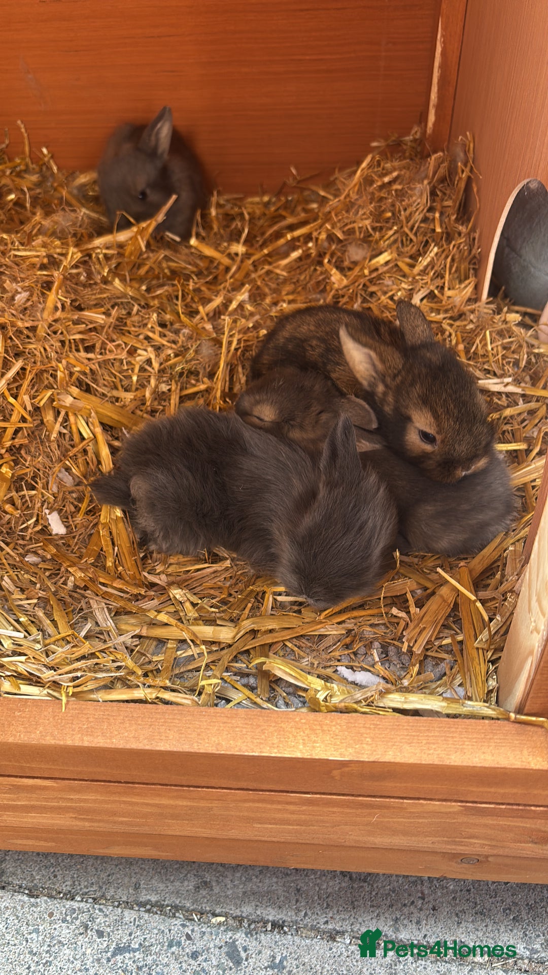 Mini Lion Lop rabbits for sale: Mini lion lops  - Image 20