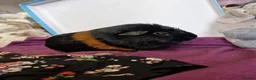 Guinea Pig rodents for sale: Smooth coat american for forever home - Advert 15