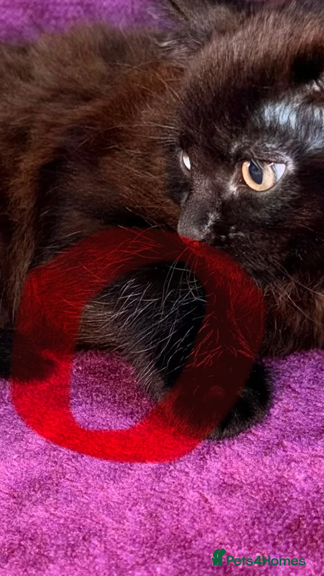 Mixed Breed cats for sale: Kitten boy - Advert 4