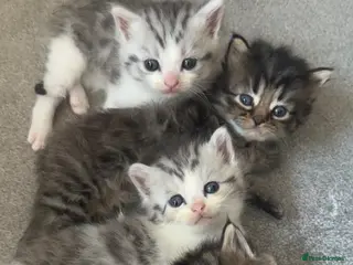 Persian cats Adorable Persian chinchilla mixed kittens - Advert 6