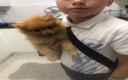 Pomeranian dogs for sale: Pomeranian 2girl2 boys  - Image 14