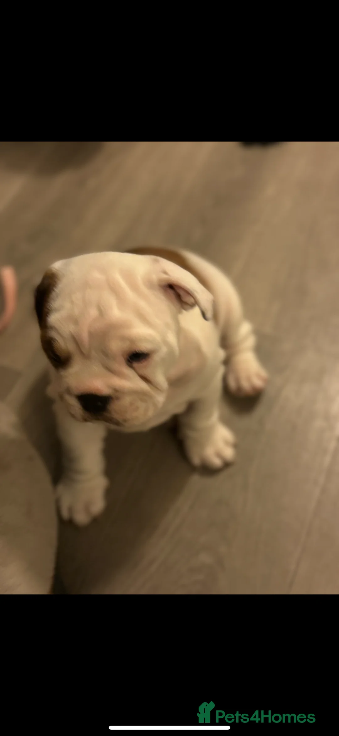 English Bulldog dogs for stud: Britishpride stud  in Manchester - Advert 8