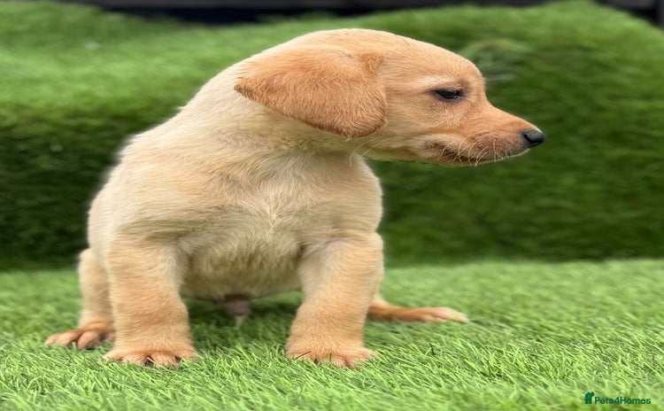 Labrador Retriever dogs - Advert 8