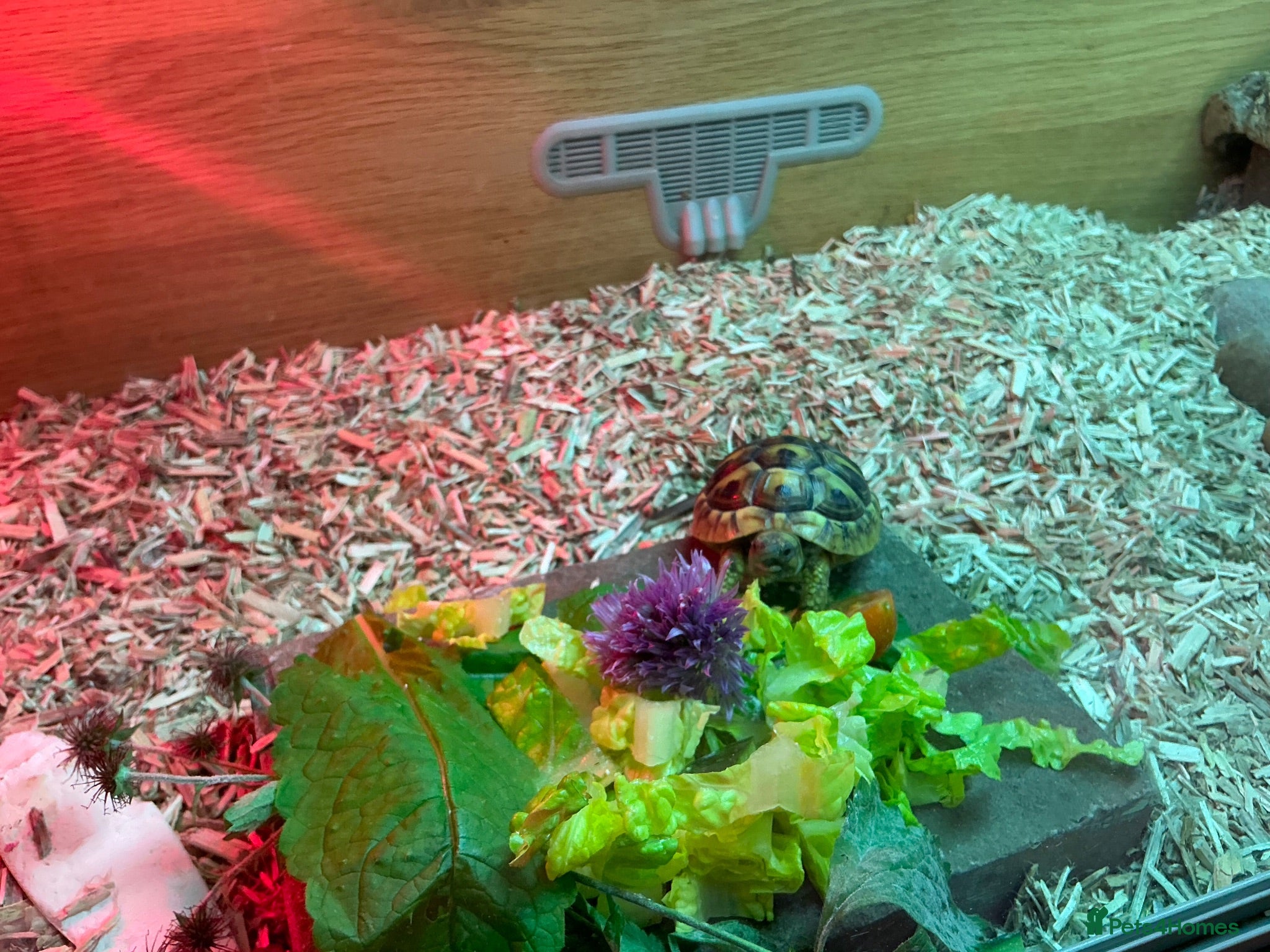 Hermann Tortoise reptiles Mrs h  - Advert 1