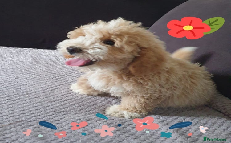 Maltipoo dogs - Advert 3