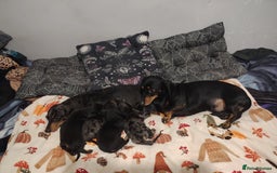Miniature Dachshund dogs for sale: KC Register miniature dachshunds smooth coat - Image 9