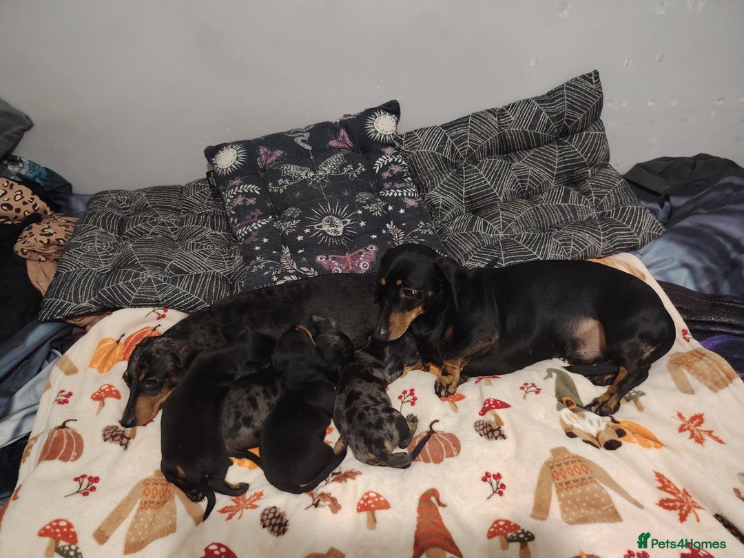 Miniature Dachshund dogs for sale: KC Register miniature dachshunds smooth coat - Image 9