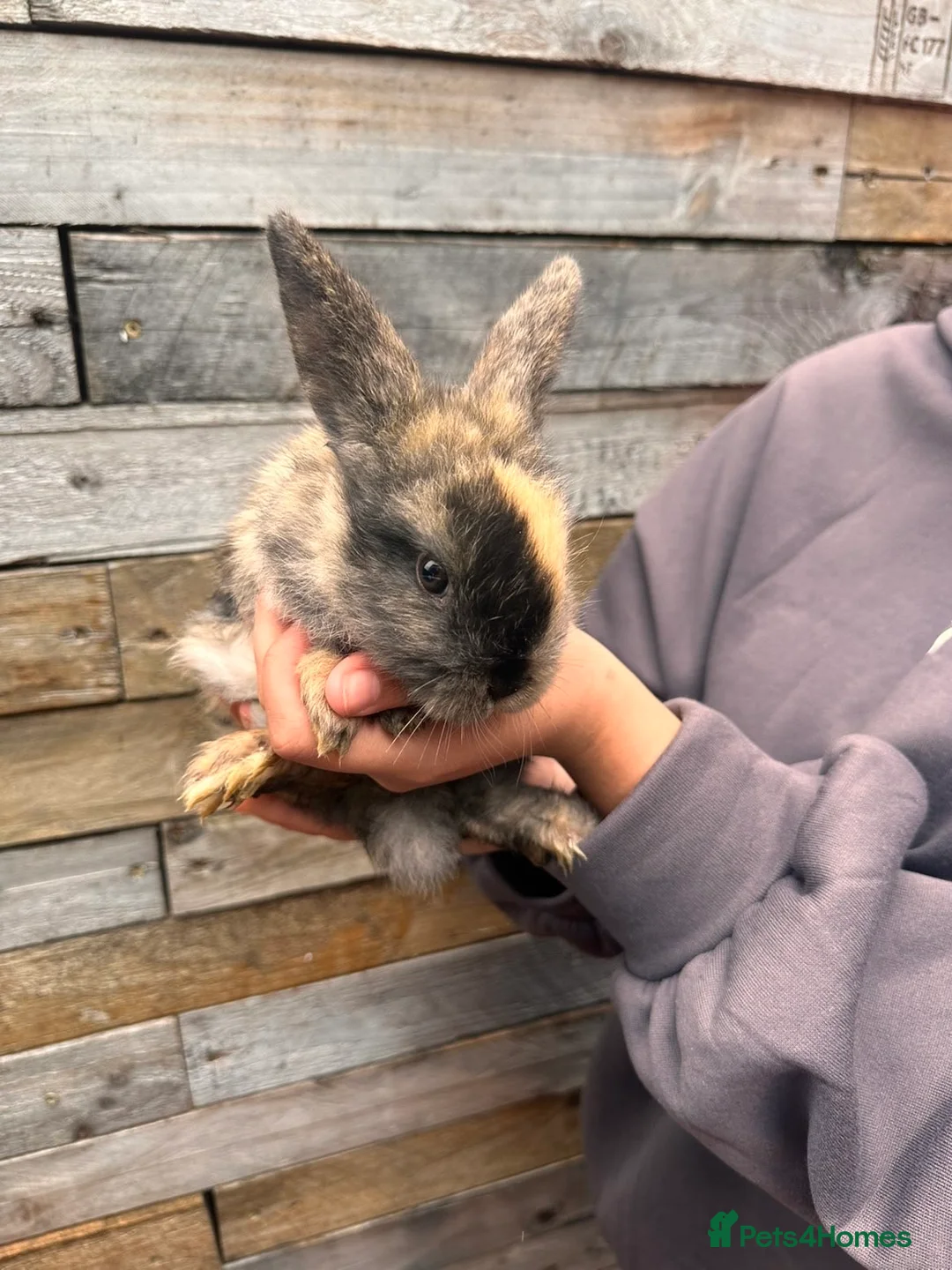 Lionhead rabbits for sale: 3 beautiful lionhead bunnies - Advert 6
