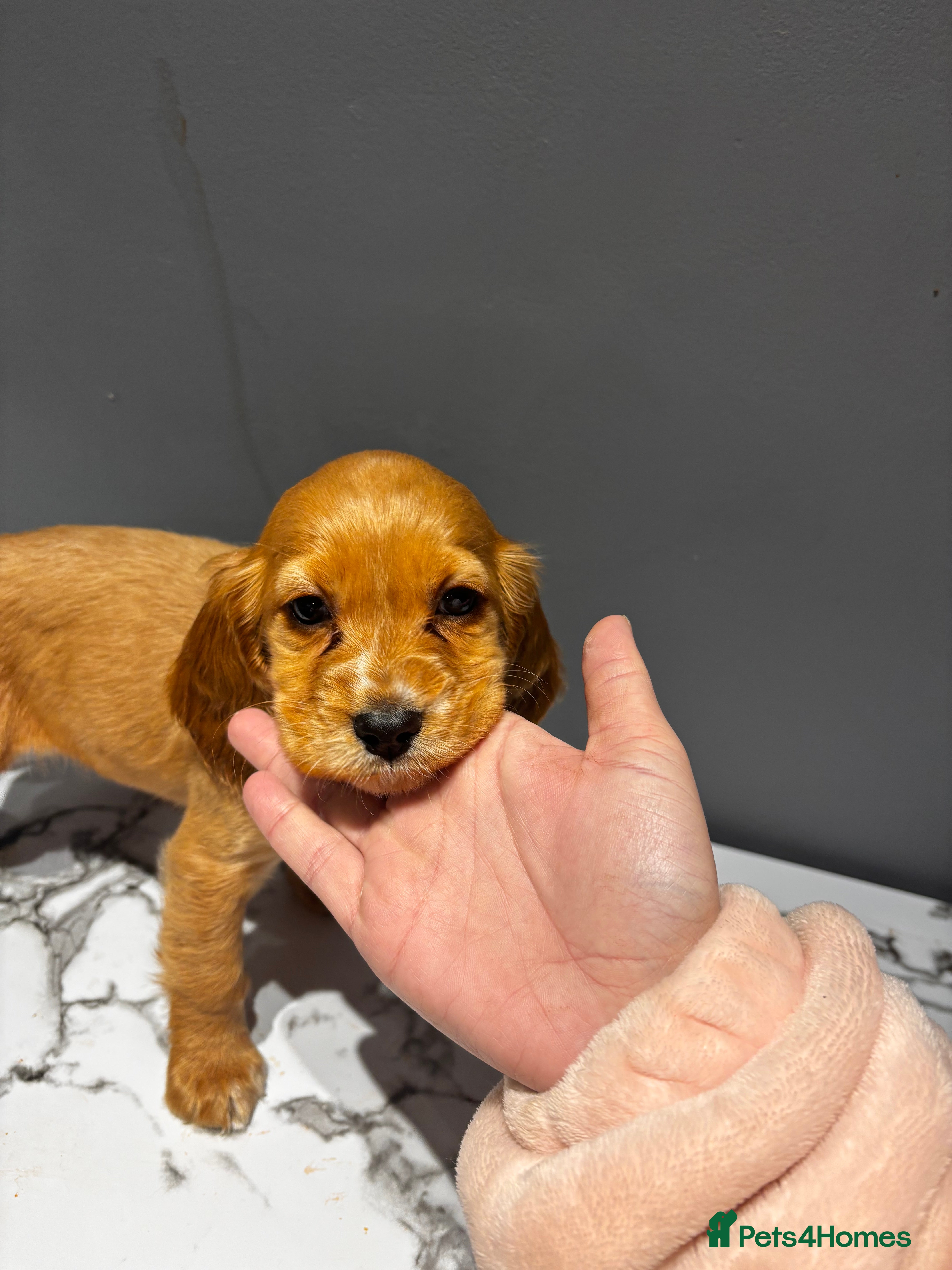 Cocker Spaniel dogs female puppy - Advert 2