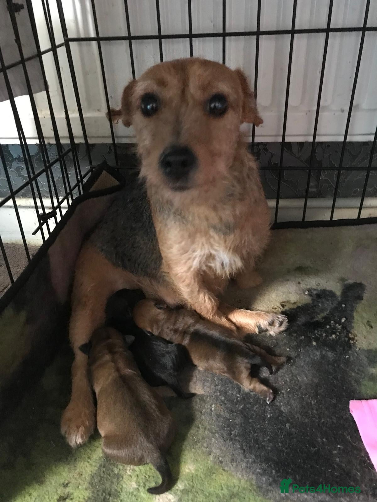 Mixed Breed dogs Jack Russell x boarder  - Advert 1