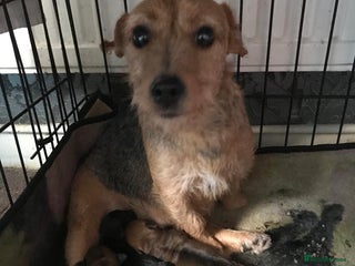 Mixed Breed dogs Jack Russell x boarder - Advert 1