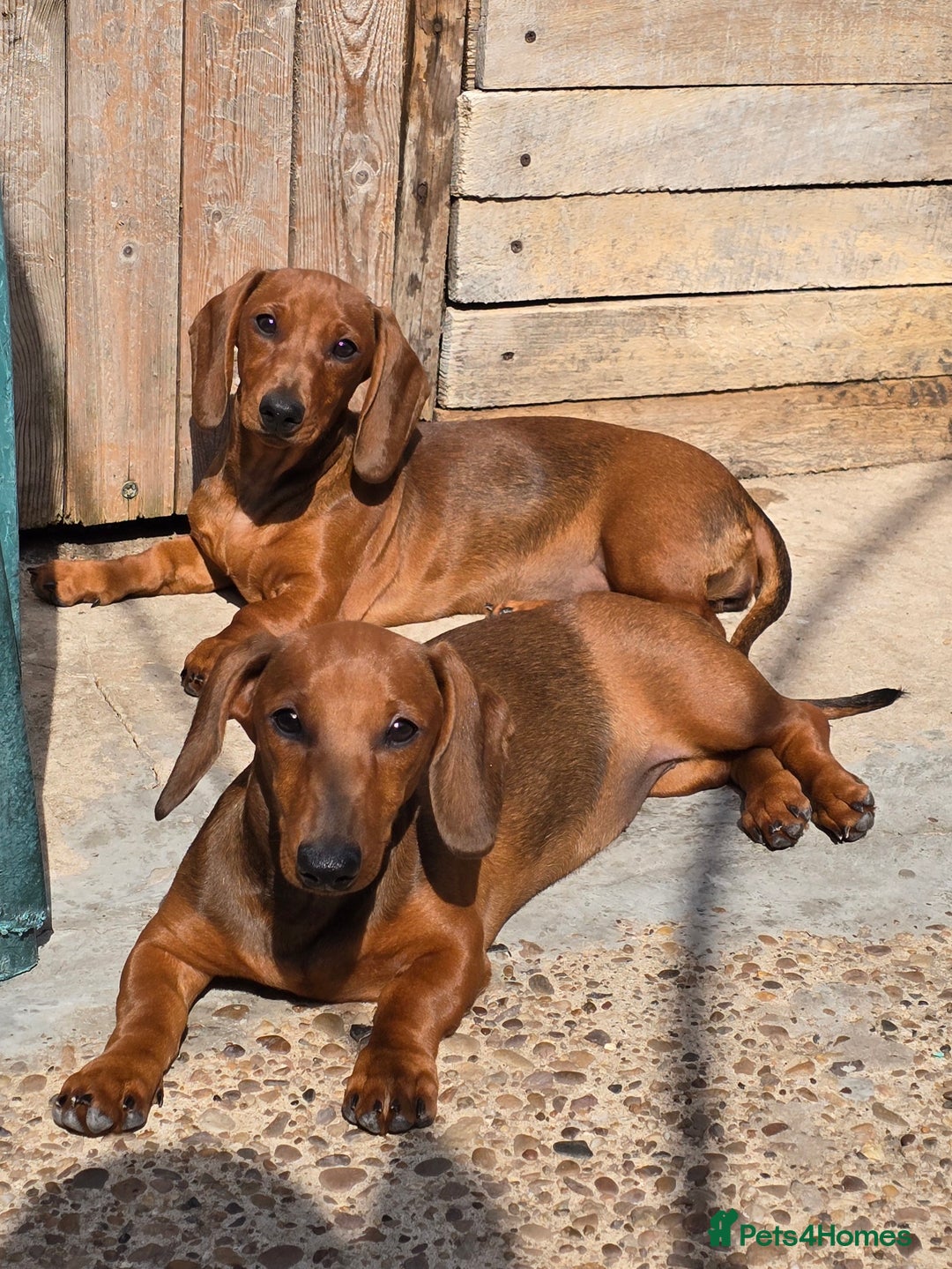 Dachshund dogs for sale: READY OUTSTANDING 2-QUALITY STANDARD RED GIRLS  in Goole - Image 2