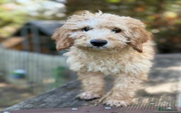 Cockapoo dogs for sale: Stunning cockapoos  - Image 3